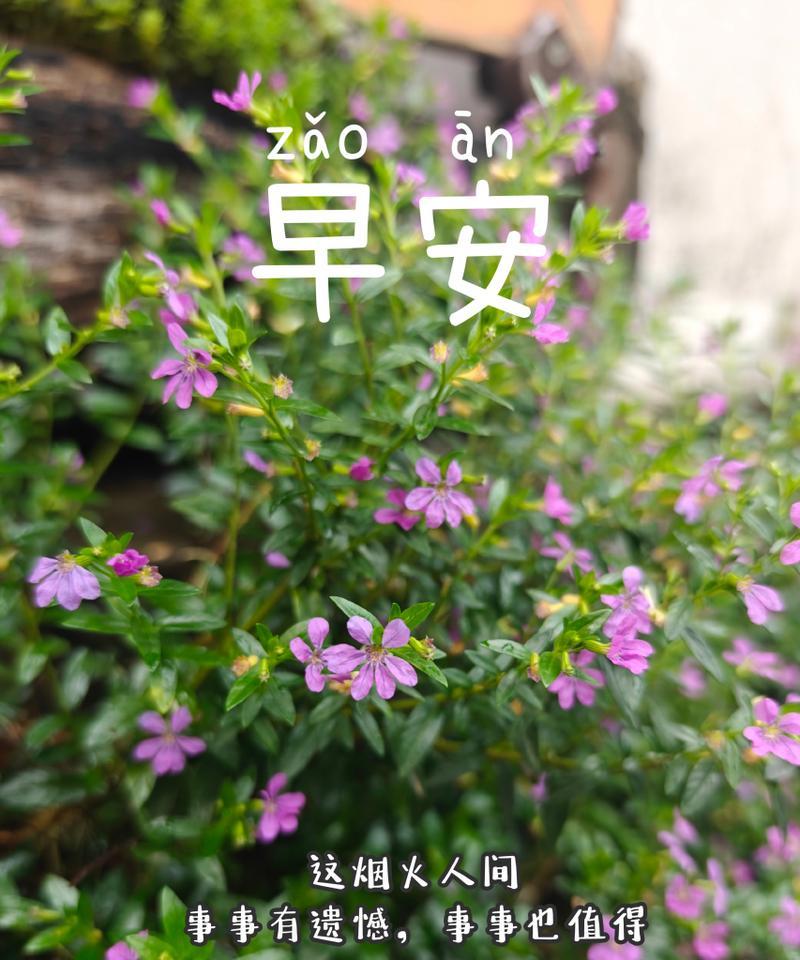 哪种花代表孤单？孤单的花语是什么？