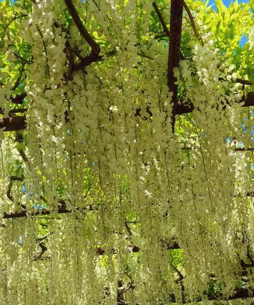 紫滕花的花语有哪些？紫滕象征着什么？