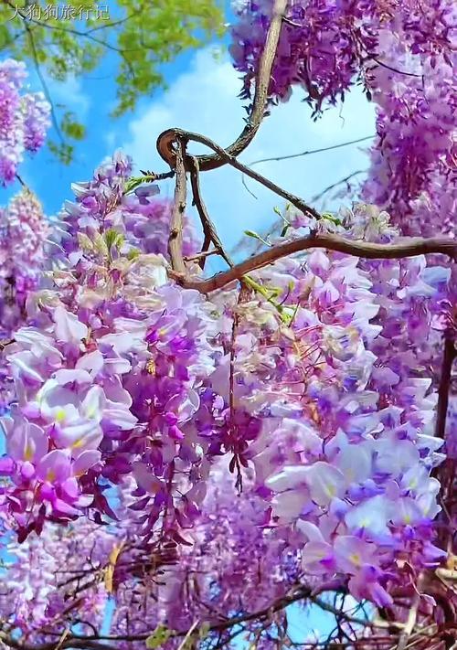 紫滕花的花语有哪些？紫滕象征着什么？