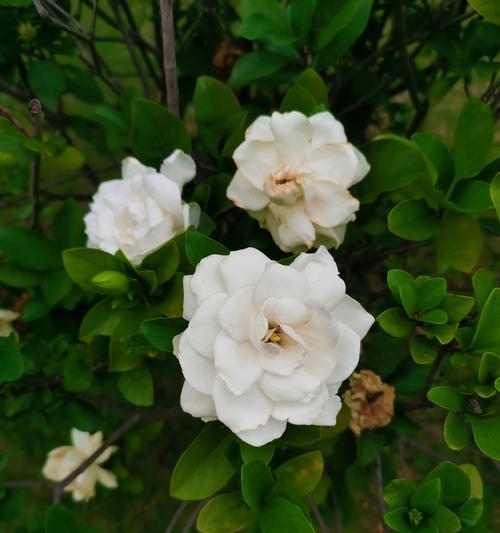 白色桅子花代表什么？白色桅子花的花语是什么？