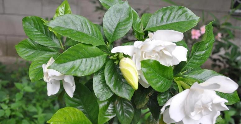 白色桅子花代表什么？白色桅子花的花语是什么？