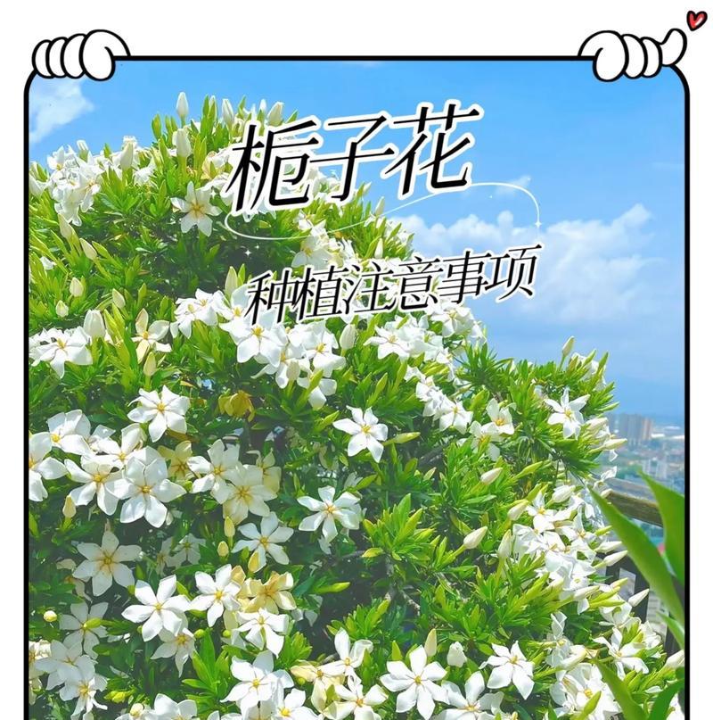 白色桅子花代表什么？白色桅子花的花语是什么？