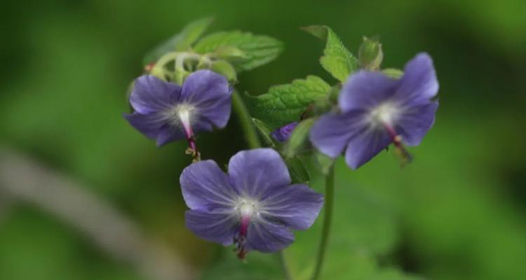 日本鹭草花语是什么？鹭草在花语中代表什么？