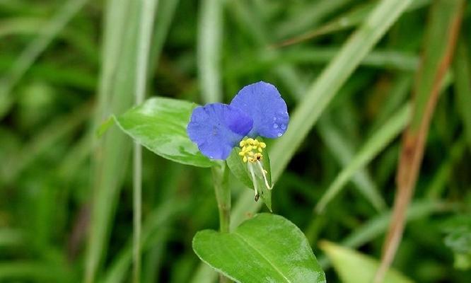 日本鹭草花语是什么？鹭草在花语中代表什么？
