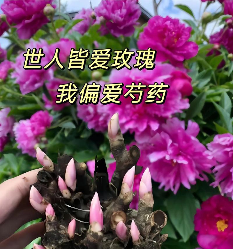 哪种花象征朝气蓬勃？朝气的花语有哪些？