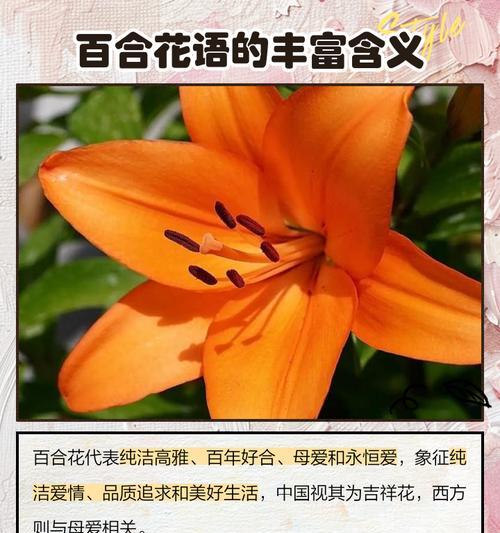 事花在花语中代表什么？事花的含义是什么？