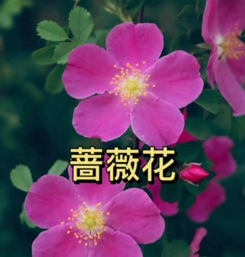 事花在花语中代表什么？事花的含义是什么？