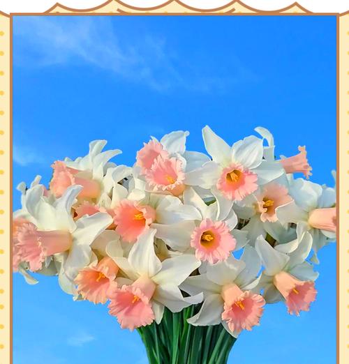 水仙花在日本的花语是什么？水仙花有哪些文化含义？