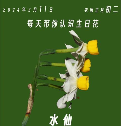 水仙花在日本的花语是什么？水仙花有哪些文化含义？