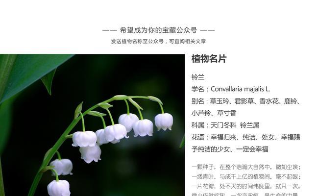 哪种花的花语最美好？最好的花语代表什么？