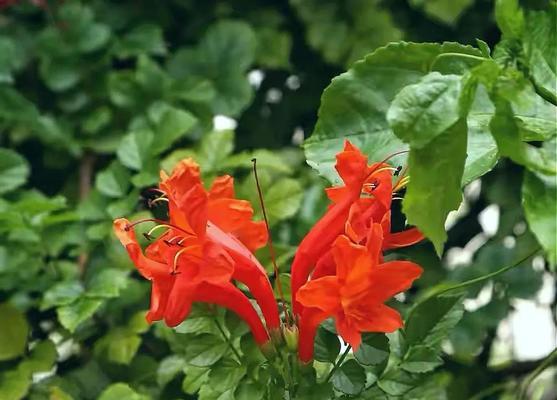 冰娇花的花语有哪些？冰娇花象征着什么？