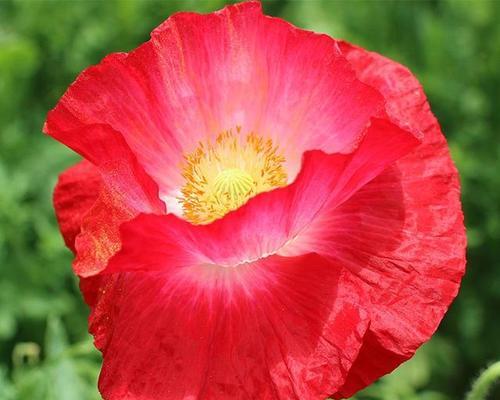 冰娇花的花语有哪些？冰娇花象征着什么？