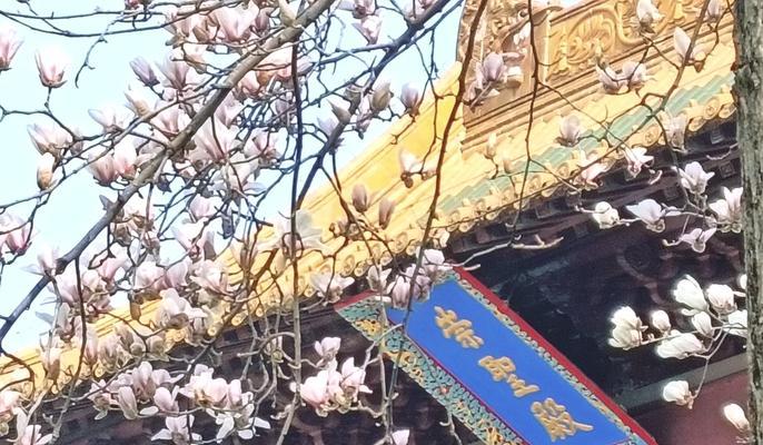 冰娇花的花语有哪些？冰娇花象征着什么？