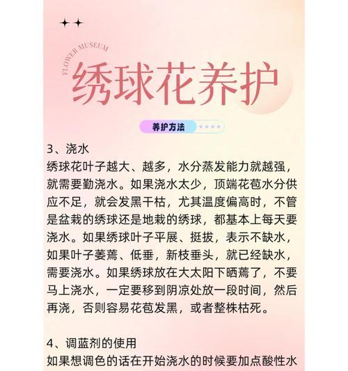 不同颜色的绣球花花语是什么？绣球花的花语含义有哪些？