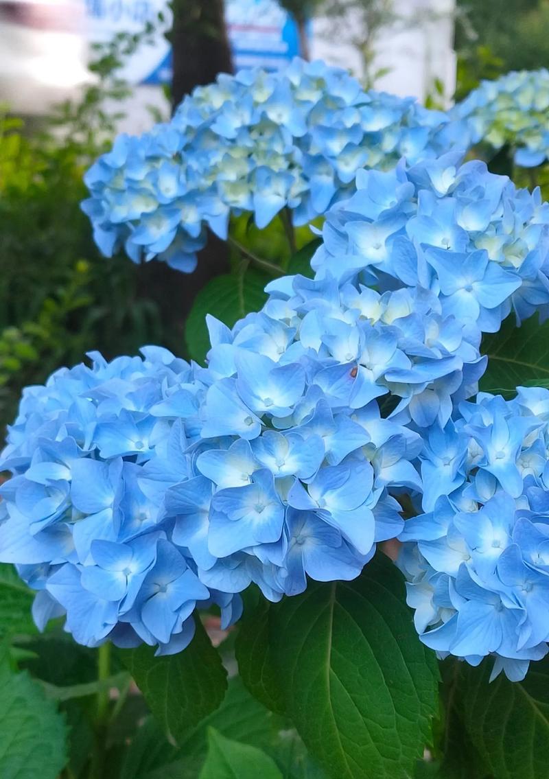 不同颜色的绣球花花语是什么？绣球花的花语含义有哪些？