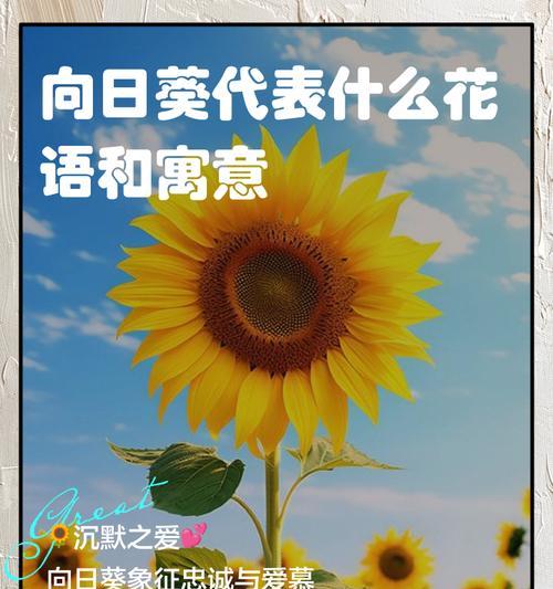 向日葵与白云的花语是什么？它们象征着什么？