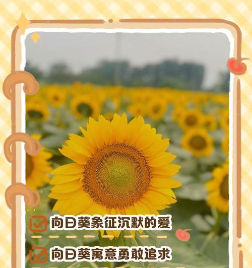 向日葵与白云的花语是什么？它们象征着什么？
