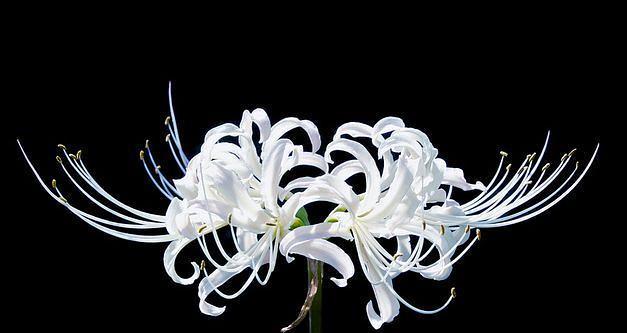 灰色彼岸花的花语含义是什么？彼岸花有哪些文化象征？