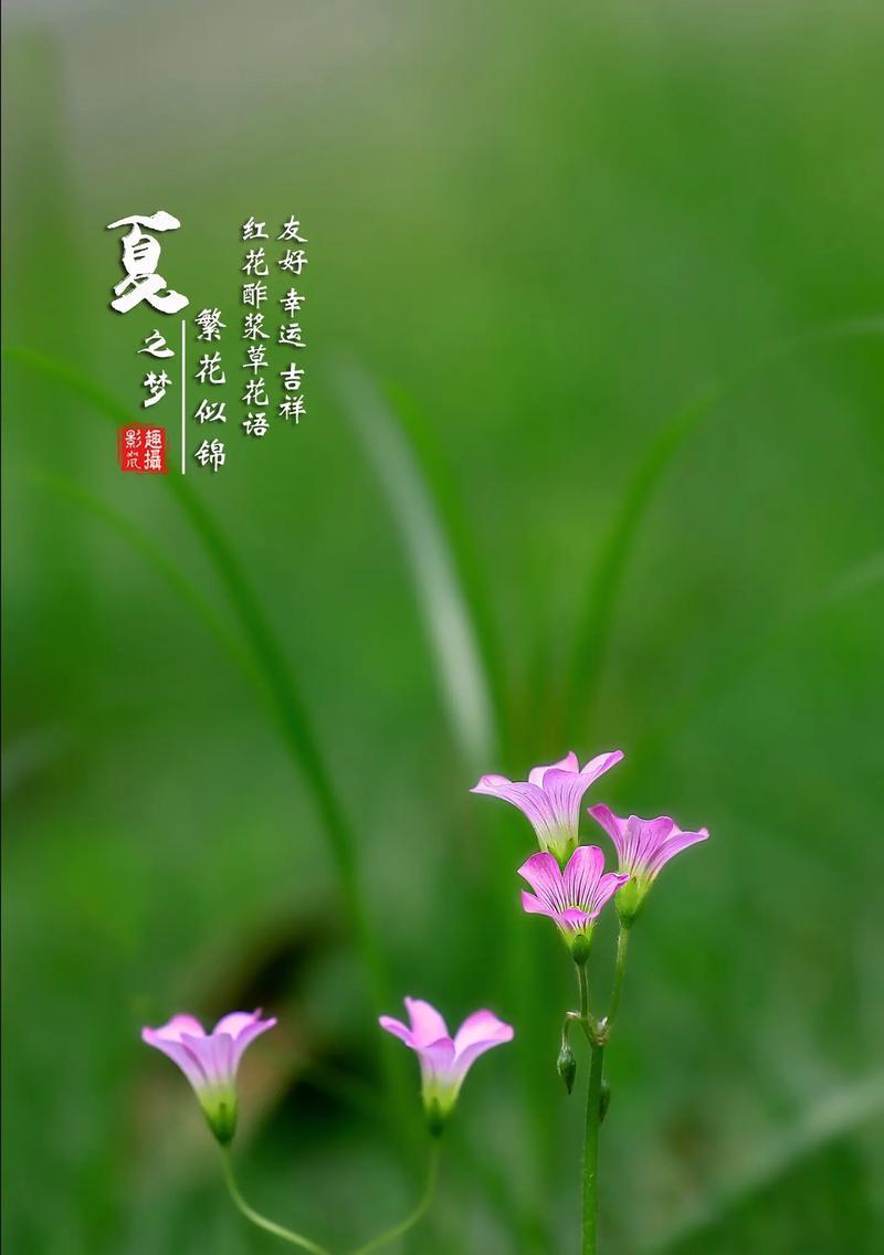 对红花的花语是什么？对红花在花语中代表什么？