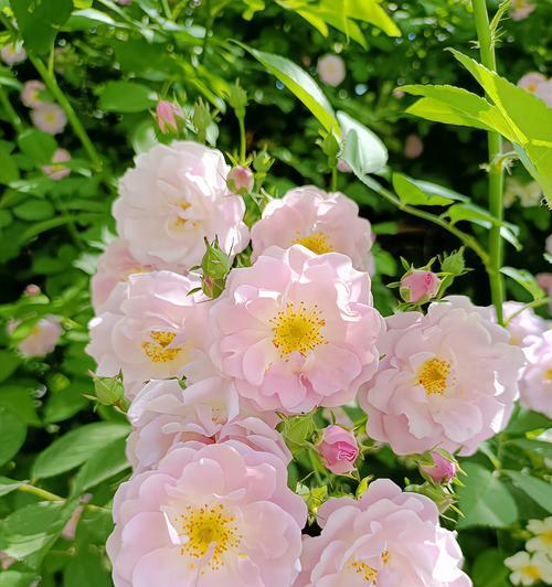 蔷薇红玫瑰代表什么？花语寓意有哪些？