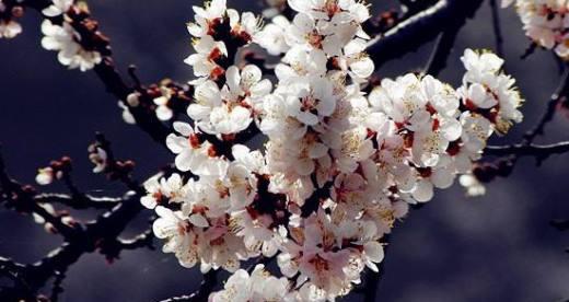马尾松的花语是什么？寓意有何特别之处？
