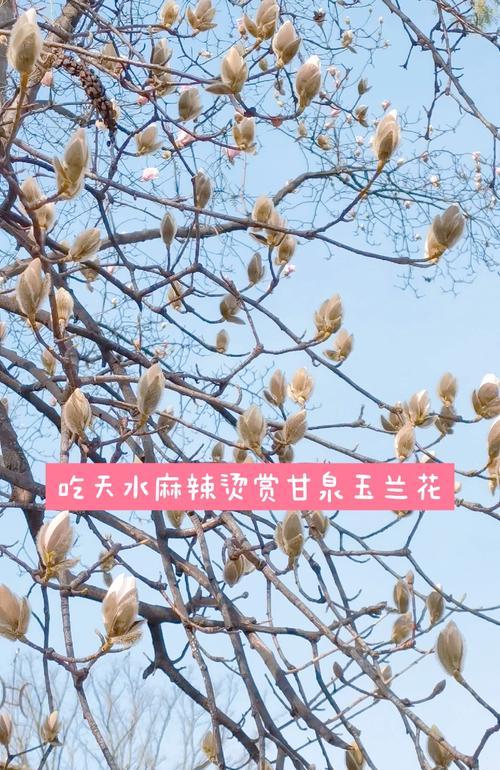 玉兰花在广告中传达什么信息？花语含义是什么？