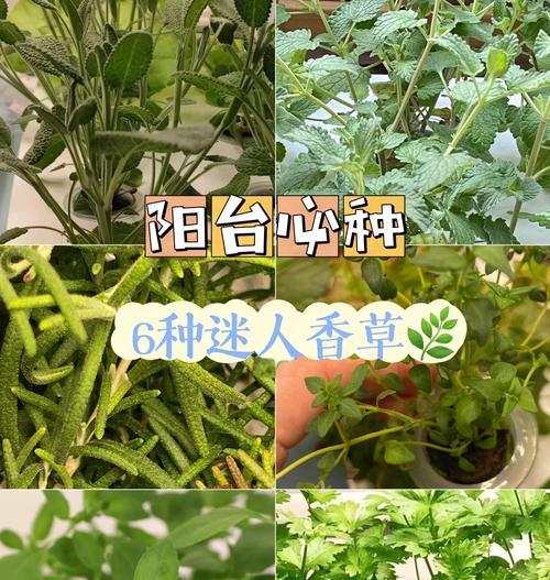 香草的花语有哪些？它们代表了什么意义？