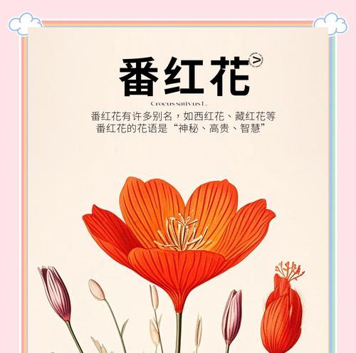 香草的花语有哪些？它们代表了什么意义？