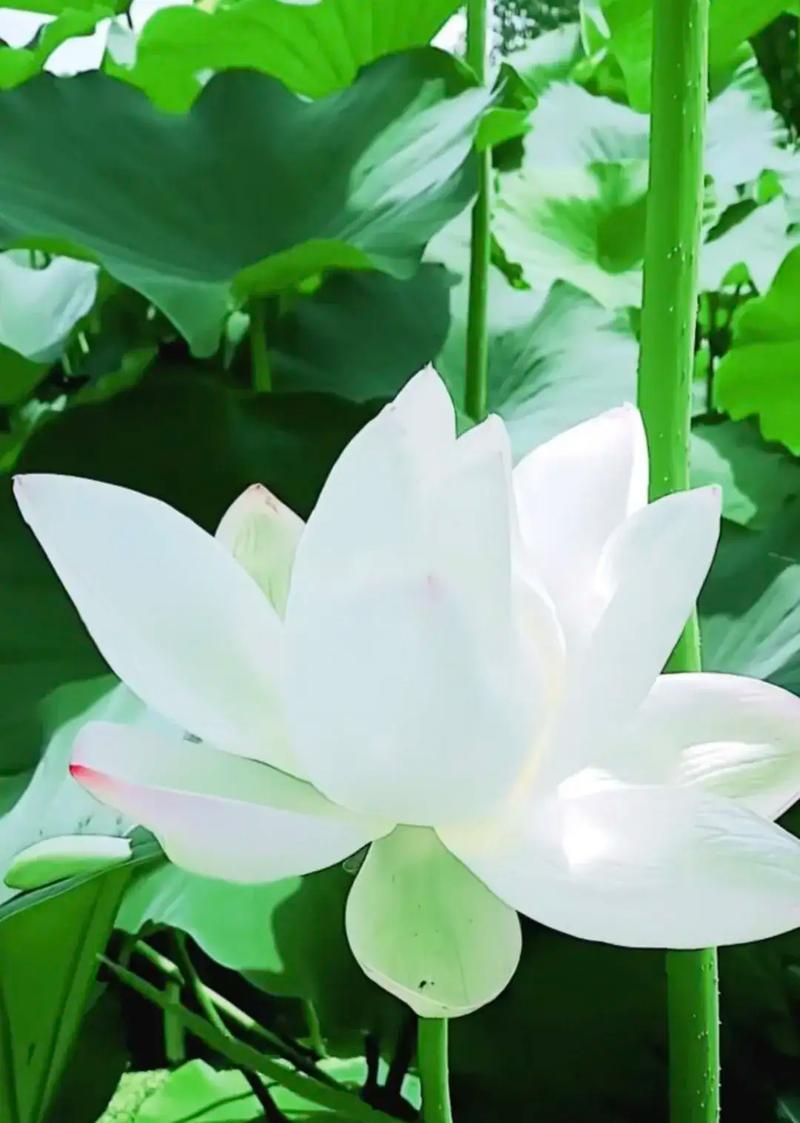 白色的荷花象征着什么？花语有何深意？