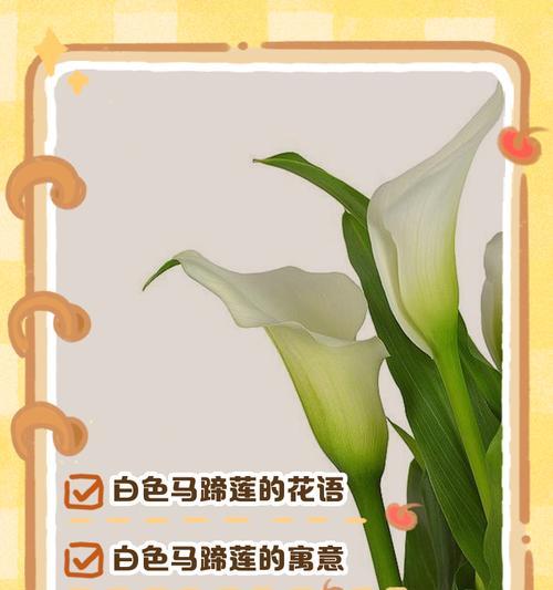白色的荷花象征着什么？花语有何深意？