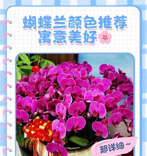蝴蝶兰新年时的花语是什么？寓意有何吉祥？