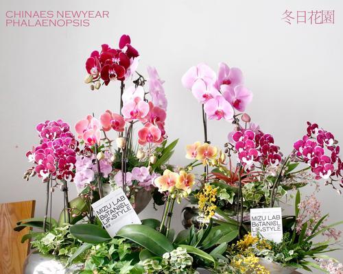 蝴蝶兰新年时的花语是什么？寓意有何吉祥？