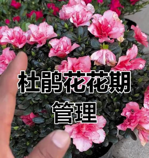 杜鹃花的花语是什么？如何正确养护杜鹃花？