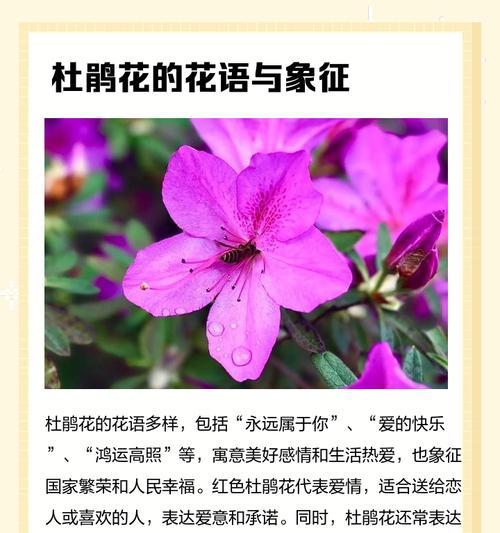 杜鹃花的花语是什么？如何正确养护杜鹃花？