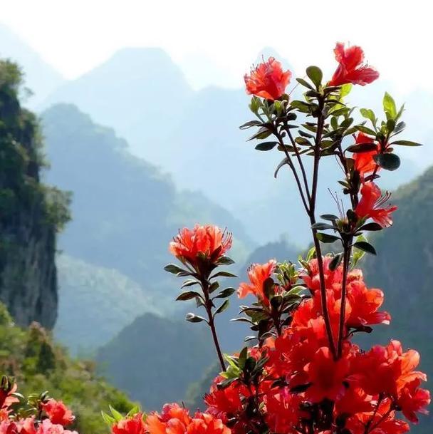 杜鹃花的花语是什么？如何正确养护杜鹃花？