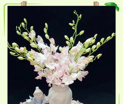 泰国粉洋兰的花语寓意是什么？它象征着什么？
