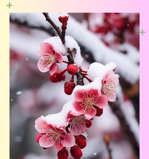 梅花的品质如何体现？它的花语寓意是什么？