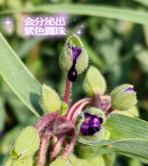 紫露草的花语寓意是什么？它传递了哪些情感？