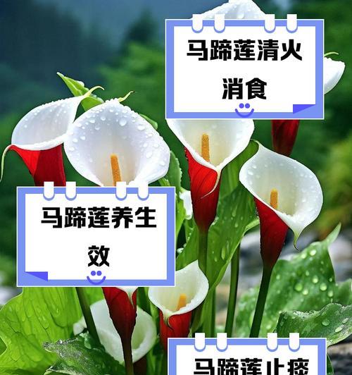 橘色马蹄莲的花语是什么？它代表了什么意义？