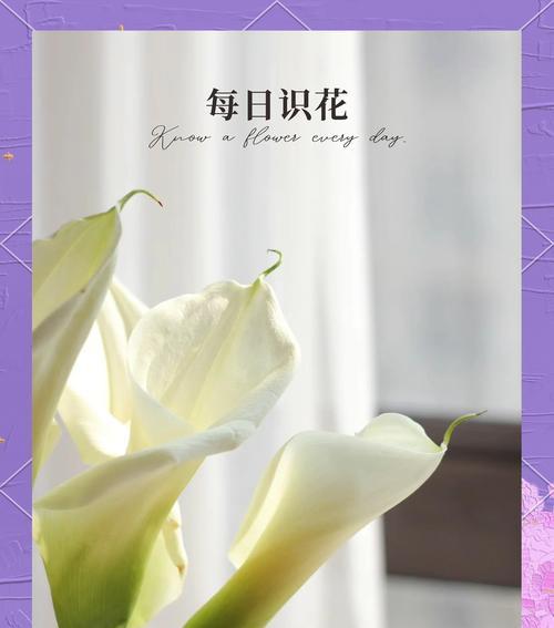 橘色马蹄莲的花语是什么？它代表了什么意义？