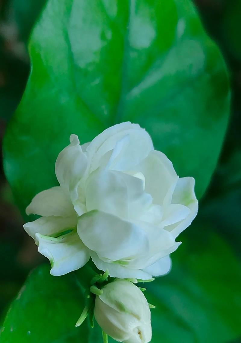 茉莉花的花语为何如此唯美？它象征着什么？