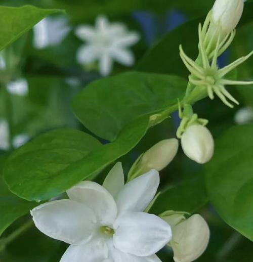 茉莉花的花语为何如此唯美？它象征着什么？