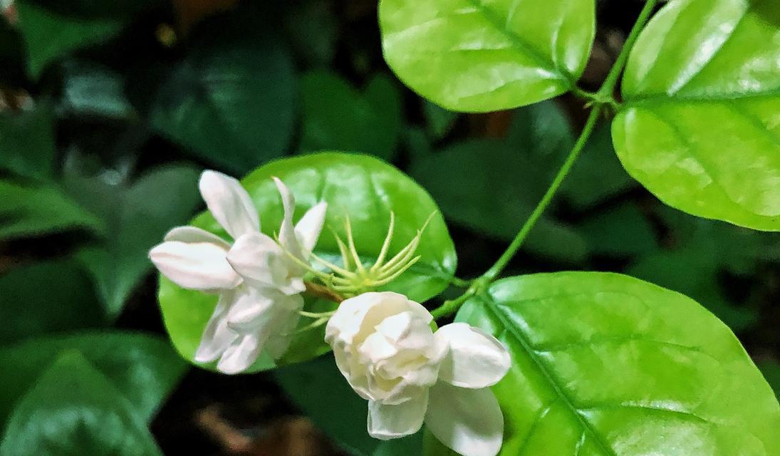 茉莉花的花语为何如此唯美？它象征着什么？