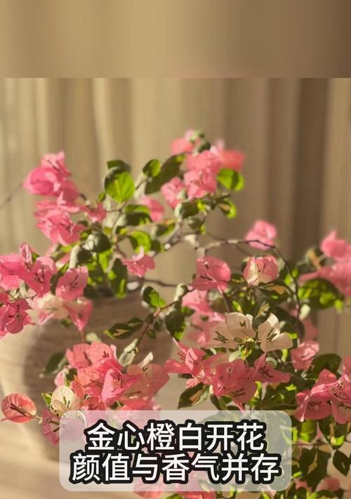 橙白色玫瑰的花语是什么？它有何特别含义？