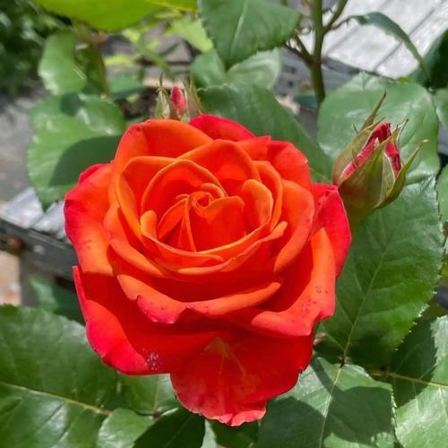 红色月季的花语是什么？它象征着什么情感？