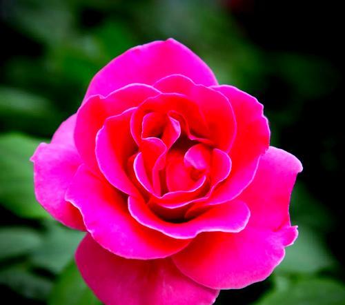 红色月季的花语是什么？它象征着什么情感？