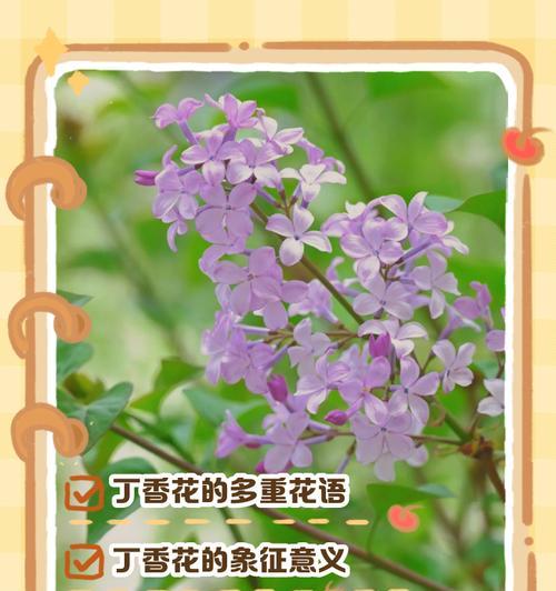 9月的花语有哪些？如何表达这个月的特殊情感？