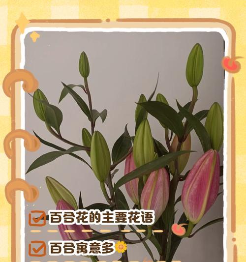 故事的花语是什么？如何通过花语讲述故事？
