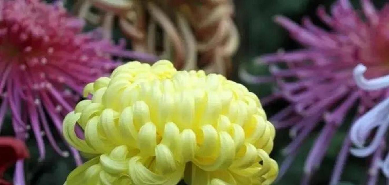 广东菊花的花语有何特别含义？