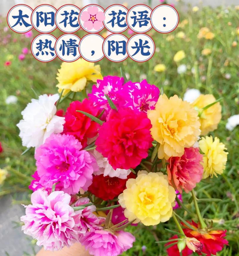 热烈的花语有哪些？如何选择表达热情的花卉？